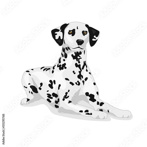 dalmatian cute dog at the white background