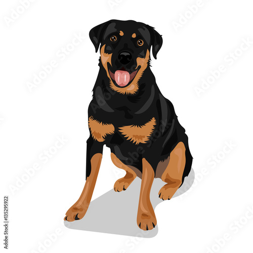 cute rottweiler dog at the white background