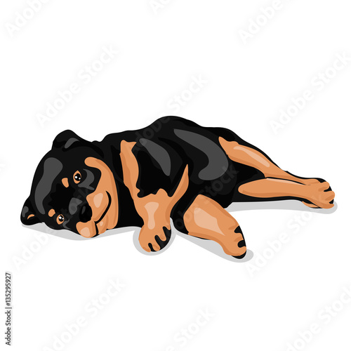 cute rottweiler dog at the white background