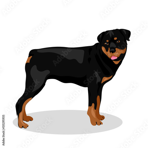 cute rottweiler dog at the white background