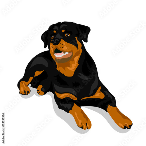 cute rottweiler dog at the white background