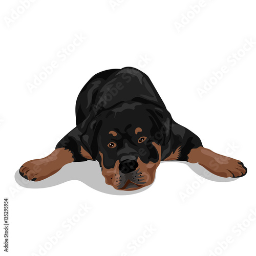 cute rottweiler dog at the white background