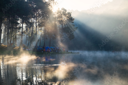 Scenic pine forest sunlight shine on fog reservoir in morning at © Mumemories
