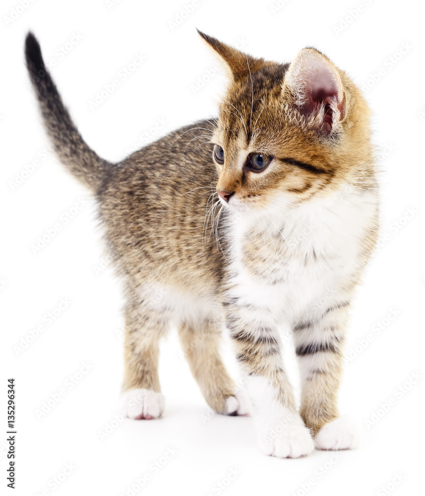 Kitten on white background.