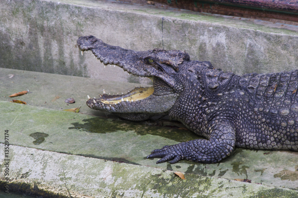 Fototapeta premium Crocodiles on hunting