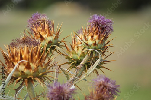 artichoke flowers in nature photo