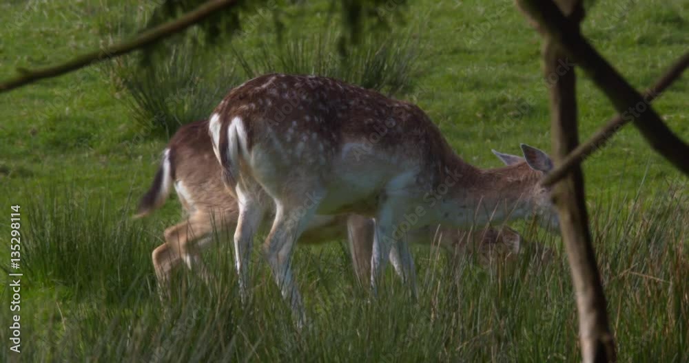Deer grazing and running in Summer Meadow