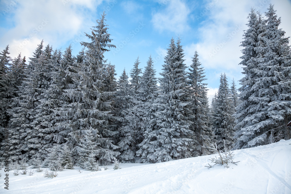 Fir trees covered with snow on a mountain slope winter landscape