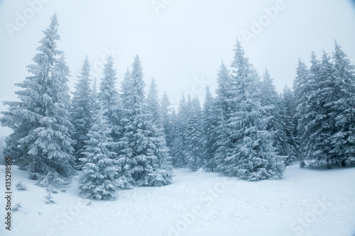 Fir trees covered with snow on a mountain slope winter landscape