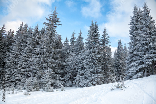Fir trees covered with snow on a mountain slope winter landscape © Dmitry Naumov