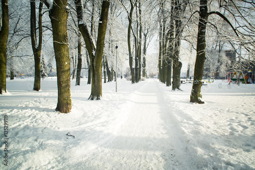 Trees in snow in the winter park. Park alley. Latvia. Europe.