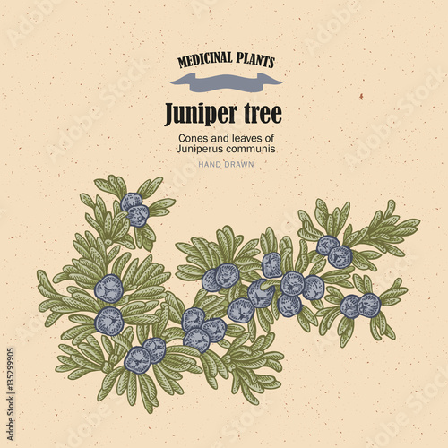 Juniper tree vector illustration. Cones ans leaves of Juniperus