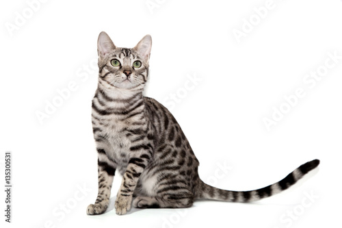 Fototapeta Naklejka Na Ścianę i Meble -  Bengal cat on white background