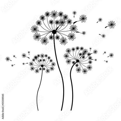 silhouette set collection dandelion and fly petals . Vector illustration