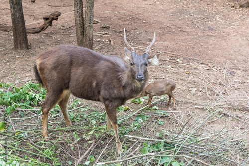 Close up of big and small Barking deer (Muntjac). © chanwitohm