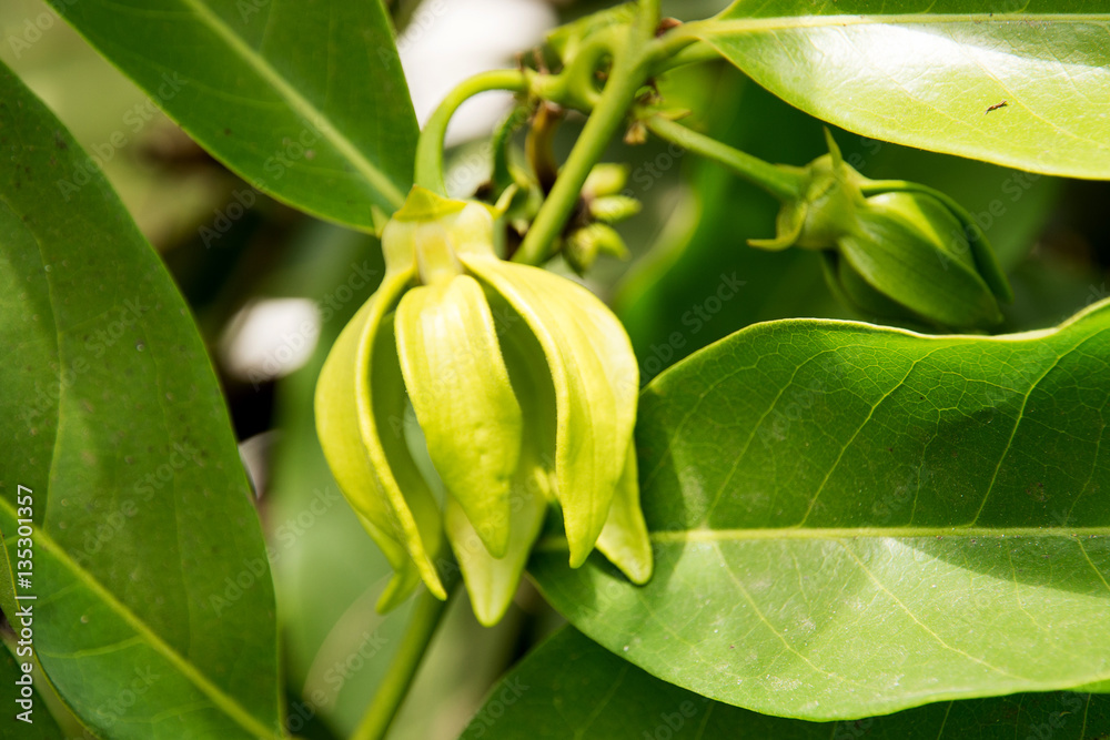 ylang ylang flowwerers ylang ylang flowwerers
