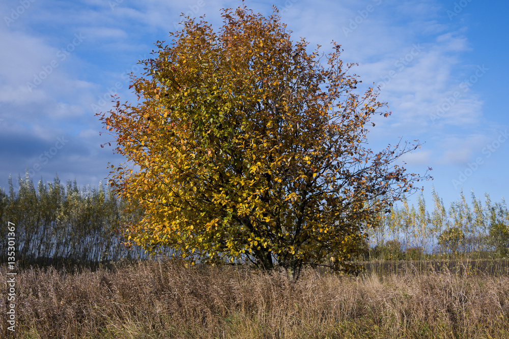 Fototapeta premium Bush in autumn