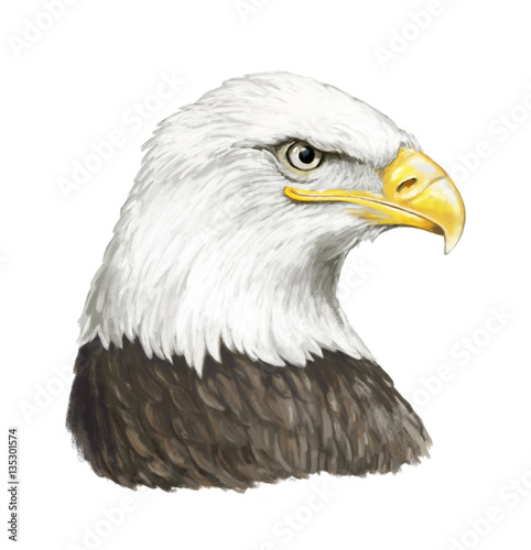 Cartoon eagle - head - illustration for children © agaes8080