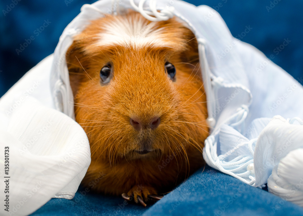 Funny guinea pig wearing a white scarf on its head, selective focus on the guinea pig nose Funny guinea pig wearing a white scarf on its head, selective focus on the guinea pig nose