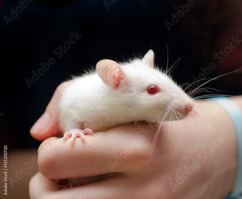 Cute little white rat in the researcherʹs hand