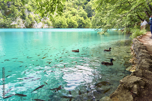 The floating ducks and lots of fish  Plitvice Lakes  Croatia