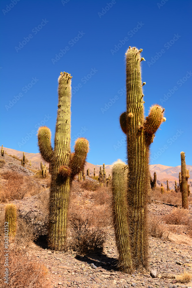 Saguaro Cactus on  Ande Mountain