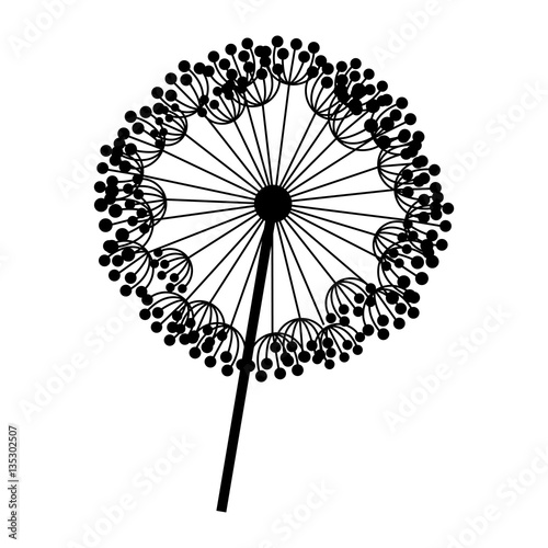 silhouette dandelion with stem and pistil closeup vector illustration