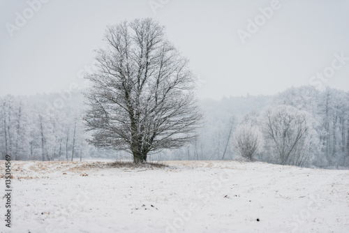 Wallpaper Mural Zimowy krajobraz (Winter Landscape) Torontodigital.ca