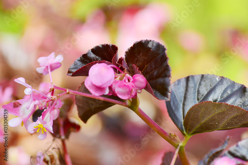 Pink Flower