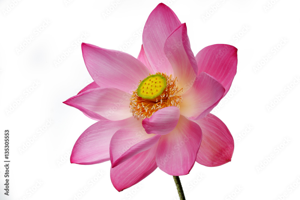 Fototapeta premium blooming lotus flower isolated on white background.
