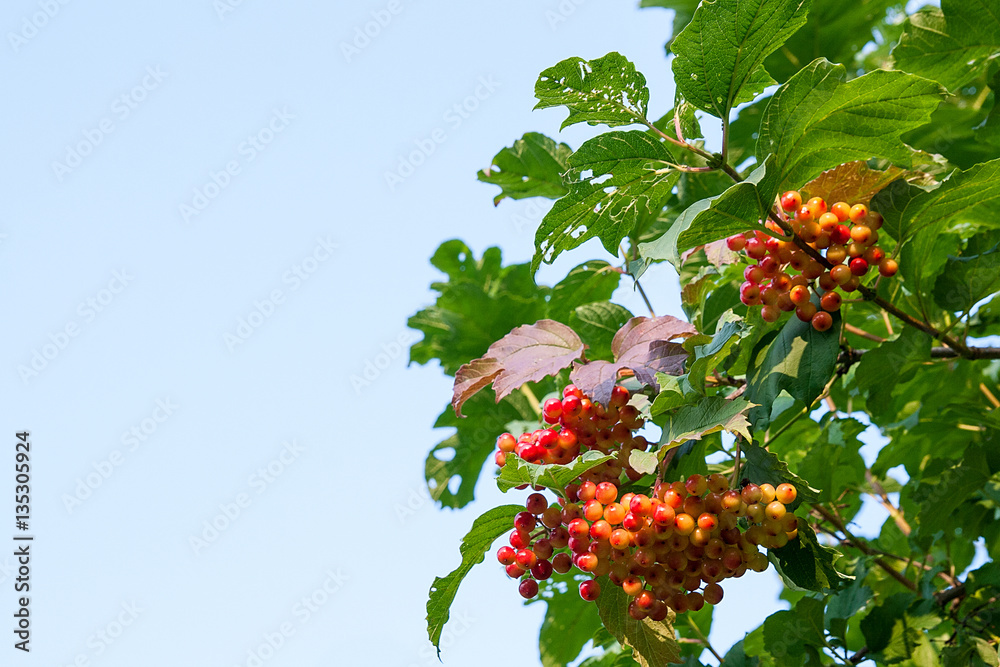 Close up of bunches of red berries of a Guelder rose or Viburnum Close up of bunches of red berries of a Guelder rose or Viburnum