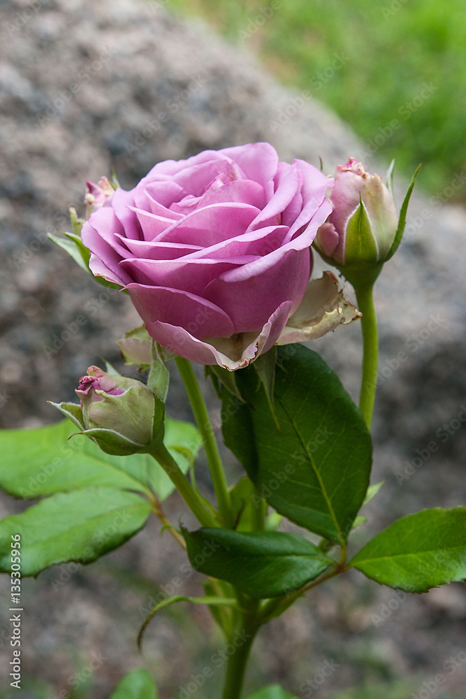 Pink rose in the garden