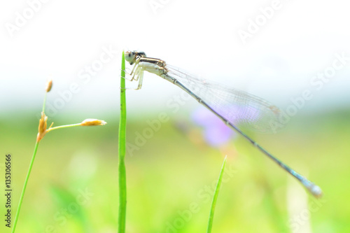 Dragonfly in Kerala