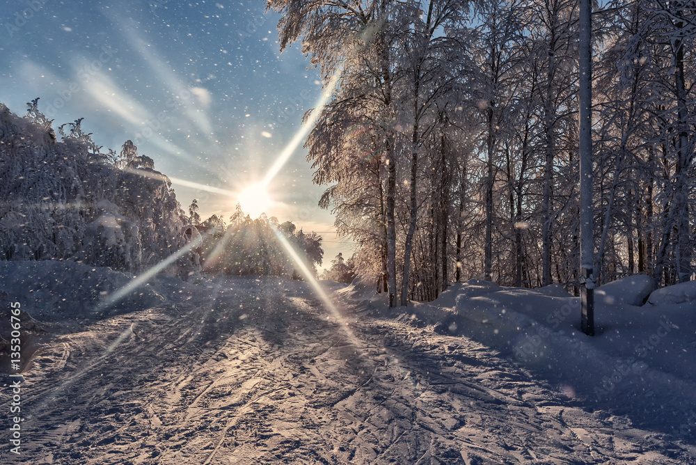 the bright winter sun, sparkling snow, forest