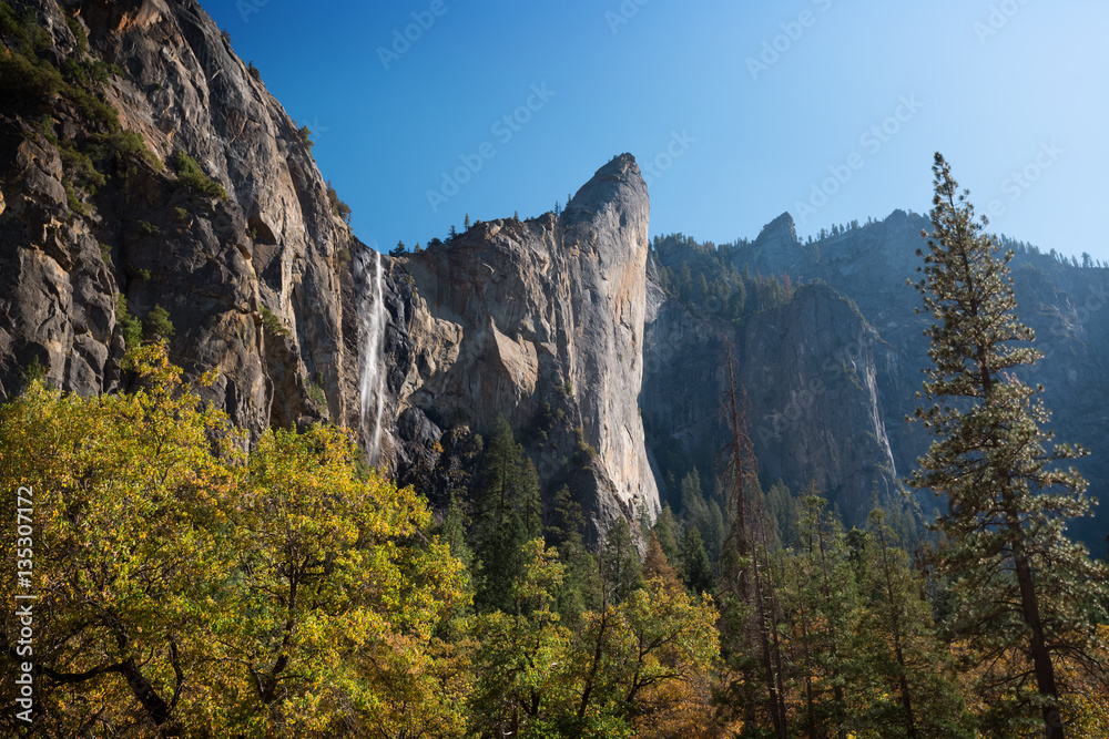 Trees and cliff of the Yosemite National Park, USA