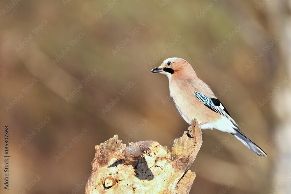 Eurasian jay - Garrulus glandarius, sitting on a branch in nature. Wildlife. Europe, country Slovakia, region Horna Nitra. Eurasian jay - Garrulus glandarius, sitting on a branch in nature. Wildlife. Europe, country Slovakia, region Horna Nitra.