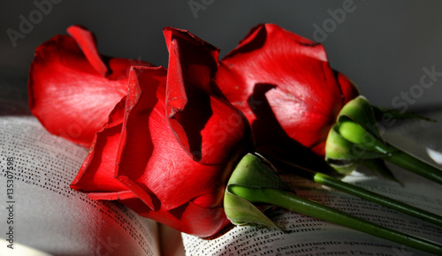 Rose rosse photo