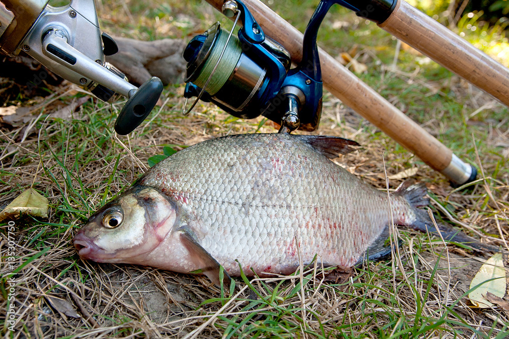 Several common bream fish on the natural background. Catching fr Several common bream fish on the natural background. Catching fr