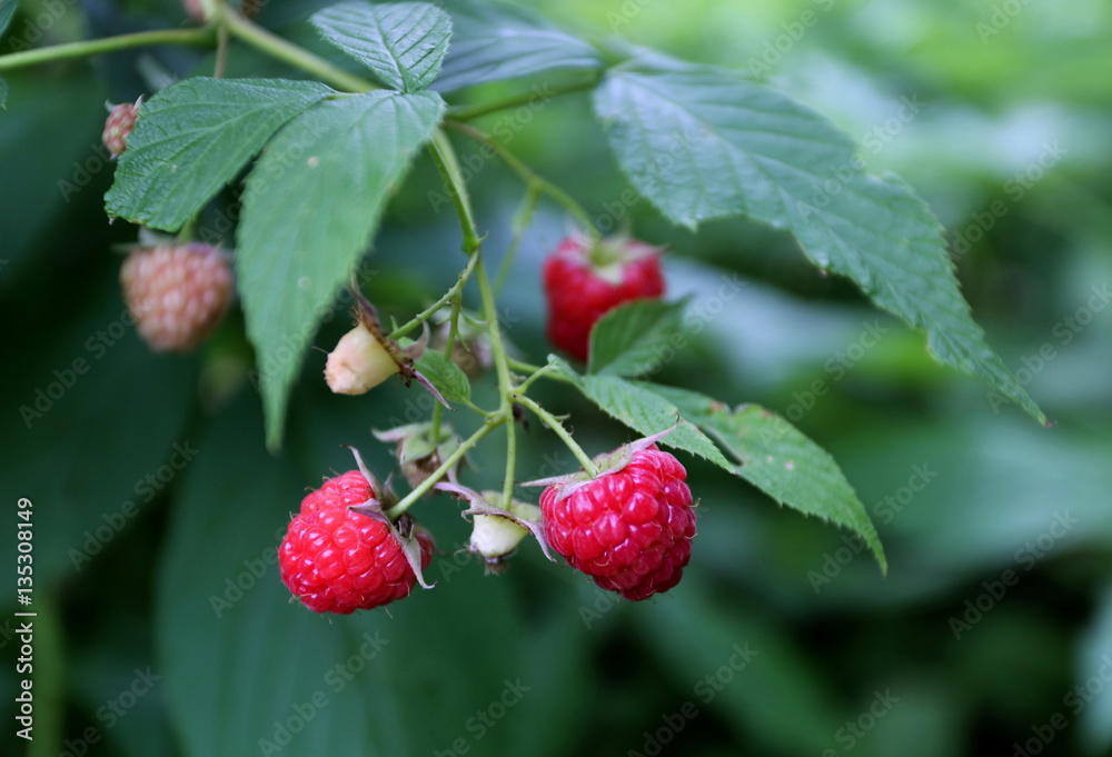Berries: strawberries, blueberries, raspberries, cherries Berries: strawberries, blueberries, raspberries, cherries