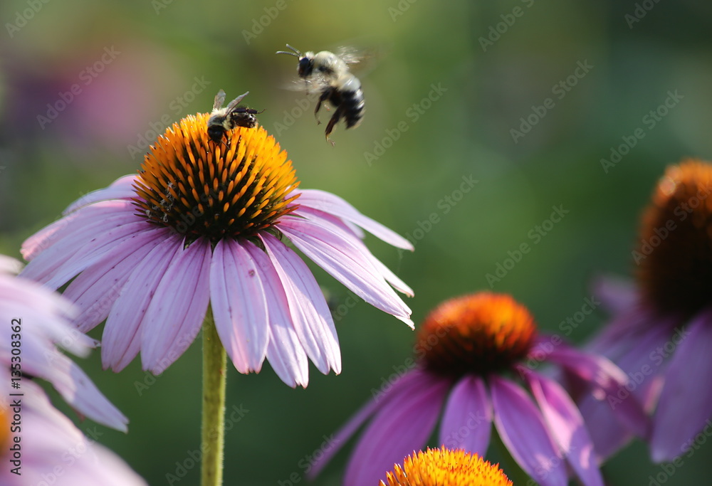 Butterflies and Bees in a Garden Butterflies and Bees in a Garden