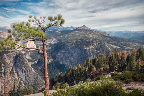 View of the valley of Yosemite National Park with pine tree on the foreground, USA