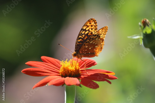 Butterflies and Bees in a Garden © Mariya