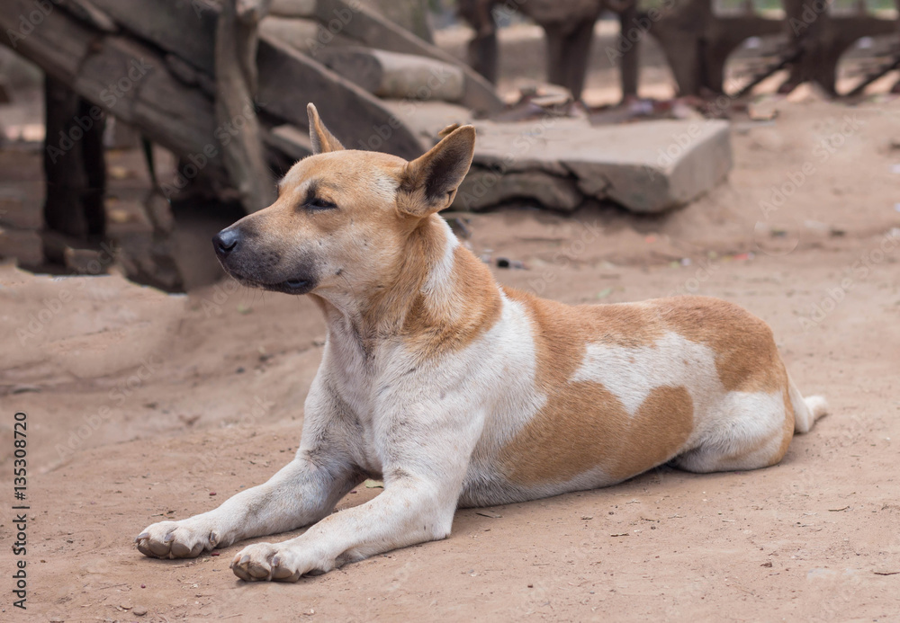 dog Thailand dog Thailand