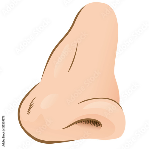 Close-up illustration of a human nose side view. Ideal for biology and anatomy materials