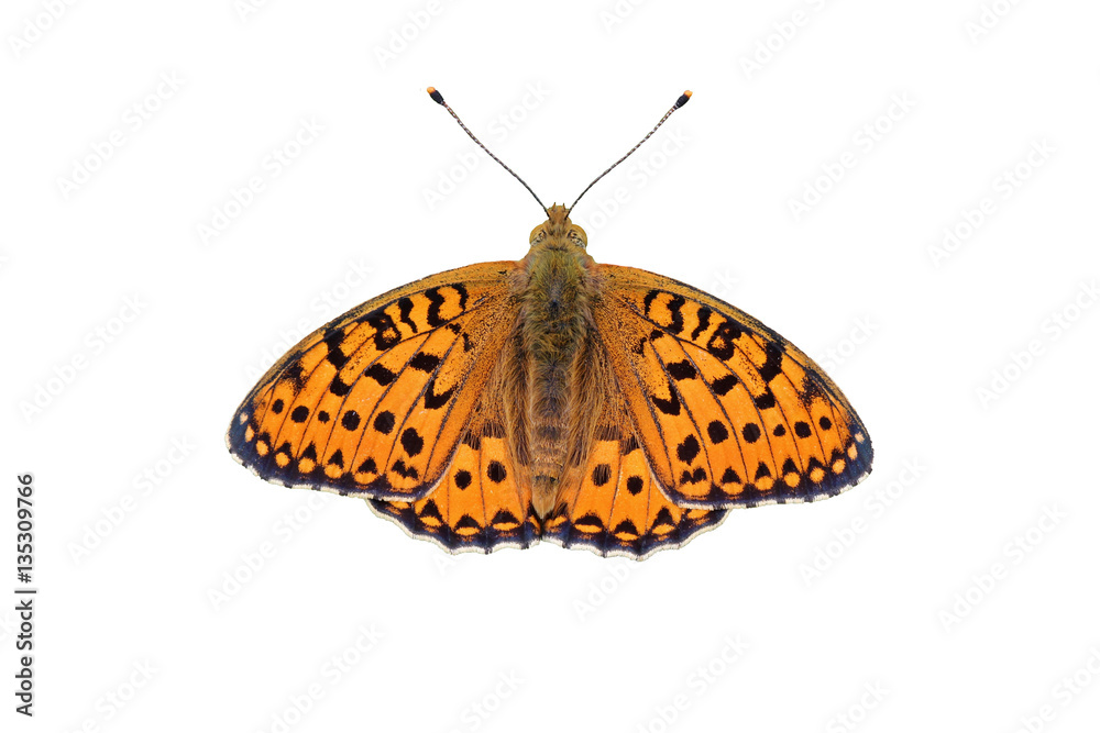 Obraz premium Motyl z masy perłowej (Argynnis aglaja), izolowany