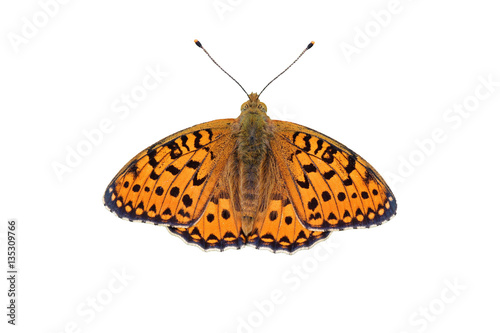 Großer Perlmutterfalter (Argynnis aglaja), freigestellt 