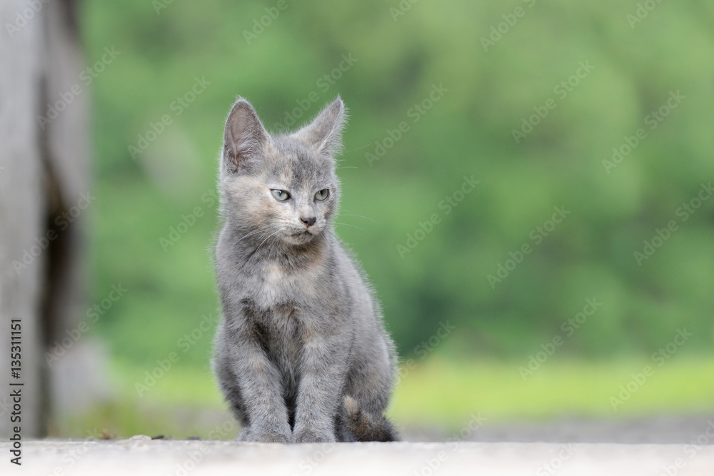 Kitten sitting in the garden Kitten sitting in the garden