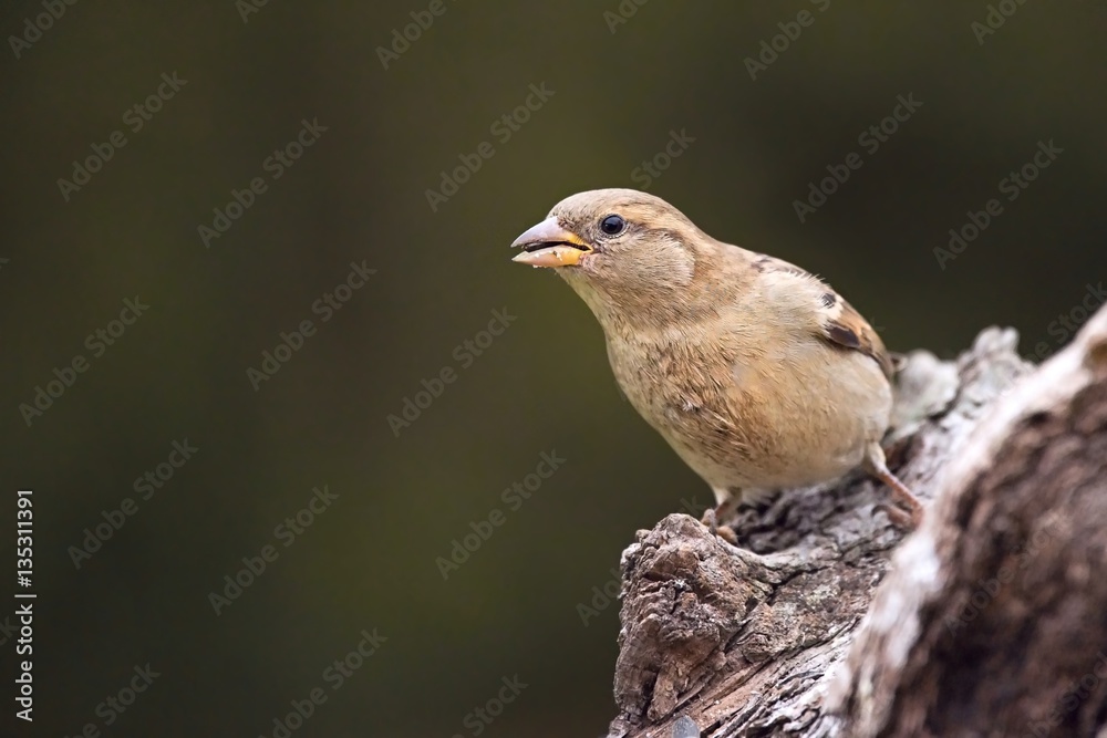 PaPasser domesticus- House sparrow. House sparrow sitting on a branch. Green background.sser domesticus- House sparrow. PaPasser domesticus- House sparrow. House sparrow sitting on a branch. Green background.sser domesticus- House sparrow.