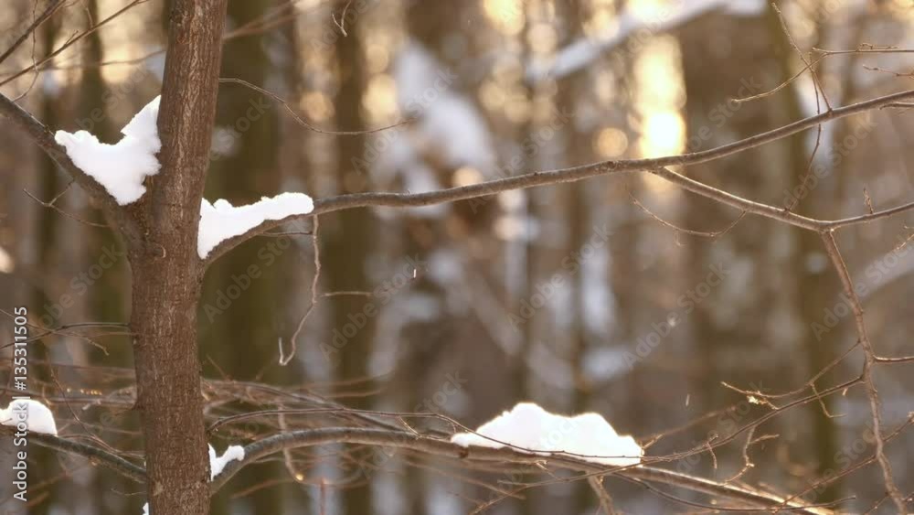 Sun Flare In Winter Forest. Snow Falling. Sun Flare In Winter Forest. Snow Falling.