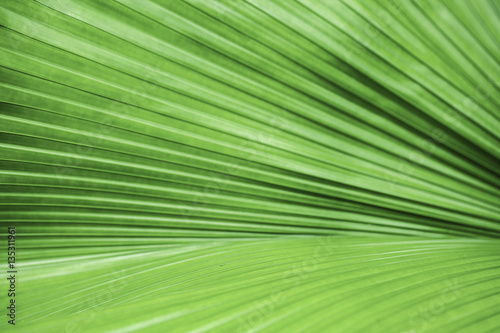 Texture of a fresh green leaf as background